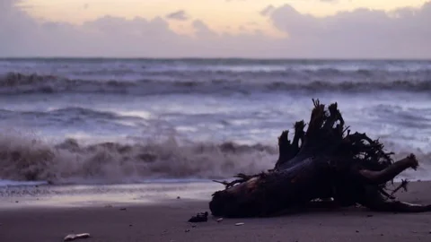 Seascape with cut pine stump with roots that was fallen while storm laying in Stock Footage 70826882