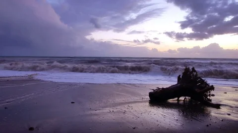 Seascape with cut pine stump with roots that was fallen while storm laying in Stock-Footage 70827089