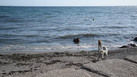 Seascape with dogs Stock Footage 114826916