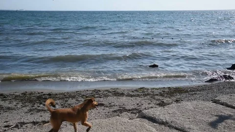 Seascape with dogs Stock Footage 114826966