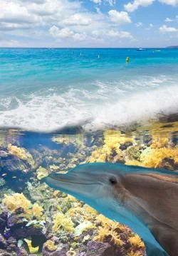Seascape with  Dolphins Stock Photos
