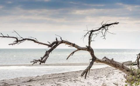 Seascape with a dried tree in the foreground Foto stock