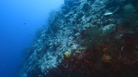 Seascape of drop off in coral reef of Ca... | Stock Video | Pond5