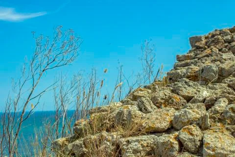 Seascape with dry grass. Stock Photos
