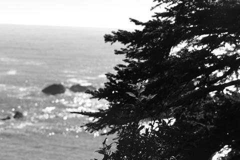 Seascape framed by evergreen tree branches with sunlight reflecting on water Stock Photos