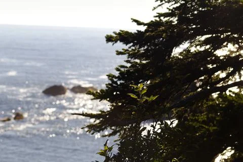 Seascape framed by evergreen tree branches with sunlight reflecting on water Stock Photos