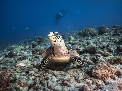 Seascape with Hawksbill Sea Turtle in the turquoise water of coral reef Stock Photos
