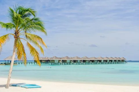 Seascape with head tree, head tree by the beach, palm tree, coconut tree Stock Photos