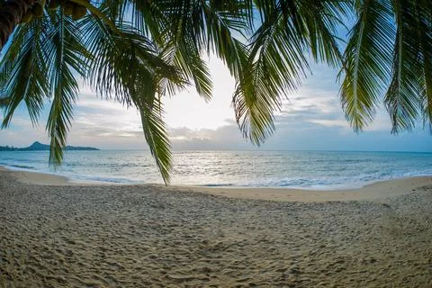 Seascape with head tree, head tree by the beach, palm tree, coconut tree Stock Photos