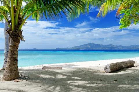 Seascape with head tree, head tree by the beach, palm tree, coconut tree Stock Photos