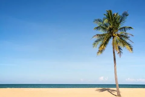 Seascape with head tree, head tree by the beach, palm tree, coconut tree Stock Photos