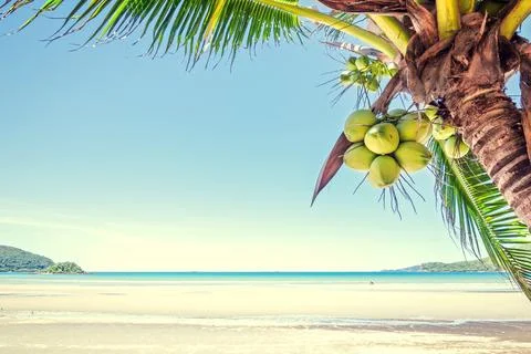 Seascape with head tree, head tree by the beach, palm tree, coconut tree Stock Photos