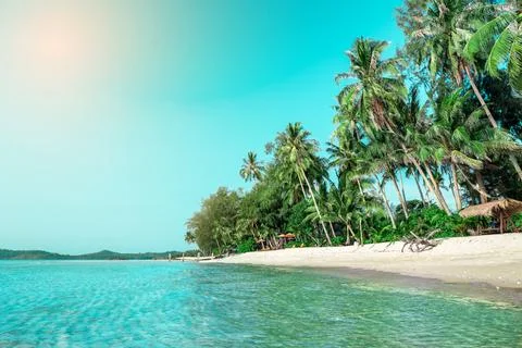 Seascape with head tree, head tree by the beach, palm tree, coconut tree Stock Photos