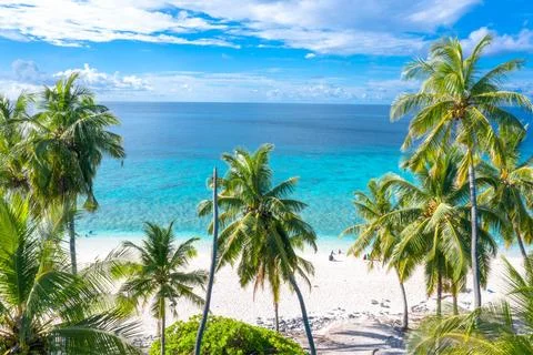 Seascape with head tree, head tree by the beach, palm tree, coconut tree Stock Photos