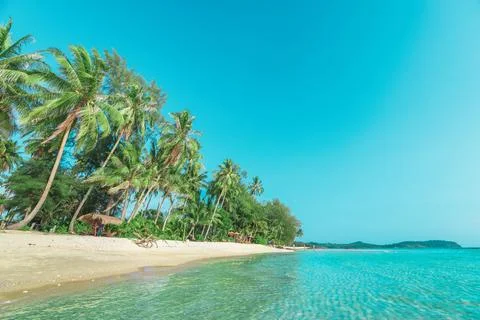 Seascape with head tree, head tree by the beach, palm tree, coconut tree Stock Photos
