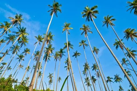 Seascape with head tree, head tree by the beach, palm tree, coconut tree Stock Photos