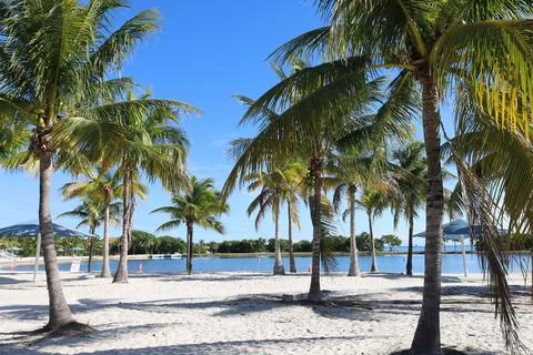 Seascape with head tree, head tree by the beach, palm tree, coconut tree Stock Photos