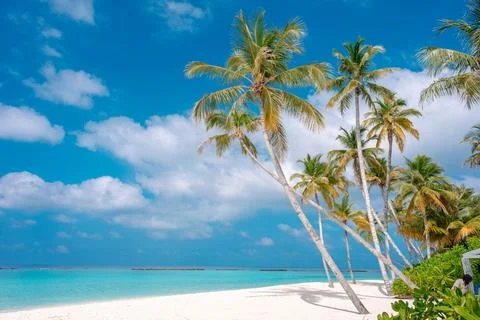 Seascape with head tree, head tree by the beach, palm tree, coconut tree Stock Photos