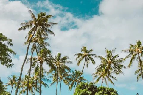 Seascape with head tree, head tree by the beach, palm tree, coconut tree Stock Photos