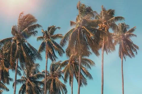 Seascape with head tree, head tree by the beach, palm tree, coconut tree Stock Photos