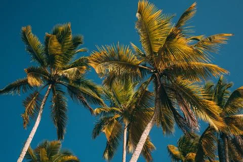 Seascape with head tree, head tree by the beach, palm tree, coconut tree Stock Photos