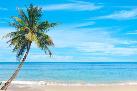 Seascape with head tree, head tree by the beach, palm tree, coconut tree Stock Photos
