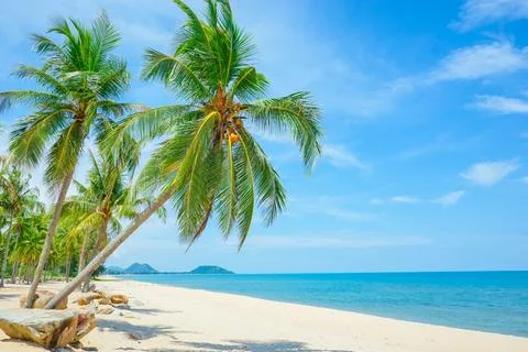 Seascape with head tree, head tree by the beach, palm tree, coconut tree Stock Photos