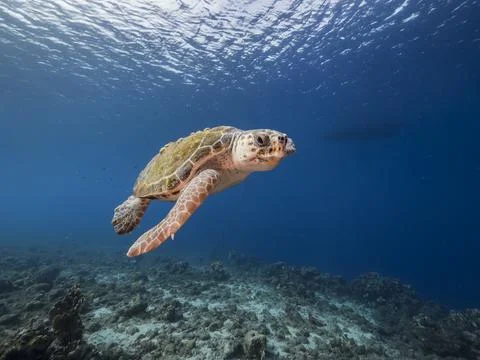 Seascape with Loggerhead Sea Turtle in the turquoise water of coral reef Stock Photos
