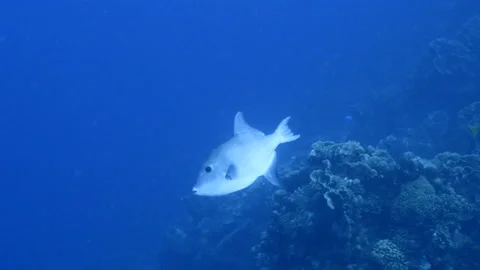 Seascape with Ocean Triggerfish in the turquoise water of coral reef Stock Footage 156569009