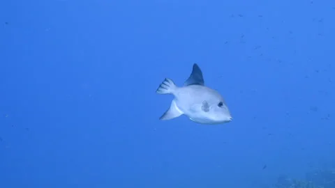 Seascape with Ocean Triggerfish in the turquoise water of coral reef Stock Footage 156891879