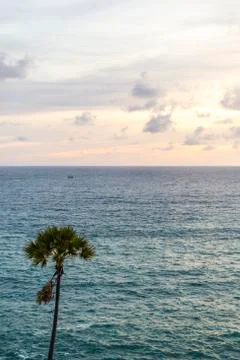 Seascape with palm tree Foto stock