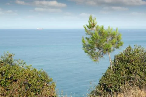 Seascape with pine tree and ship 스톡 사진