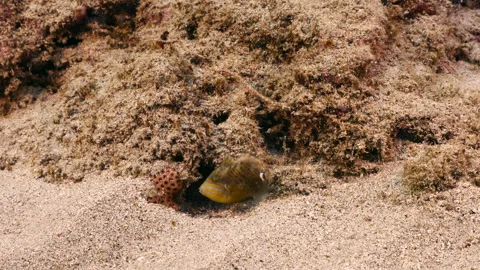 Seascape with Queen Triggerfish in the coral reef of the Caribbean Sea Stock Footage 232588352
