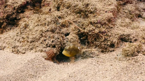 Seascape with Queen Triggerfish in the coral reef of the Caribbean Sea Stock Footage 232588845