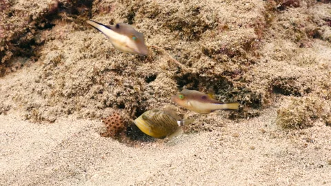 Seascape with Queen Triggerfish in the coral reef of the Caribbean Sea Stock Footage 232589549