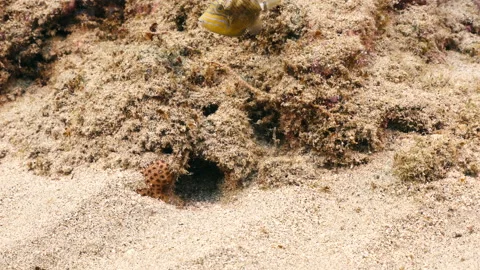 Seascape with Queen Triggerfish in the coral reef of the Caribbean Sea Stock Footage 232590122