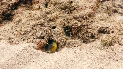 Seascape with Queen Triggerfish in the coral reef of the Caribbean Sea Stock Footage 232590592