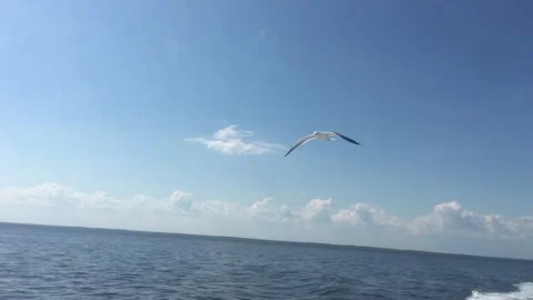 Seascape with riffles Video stock 299743942