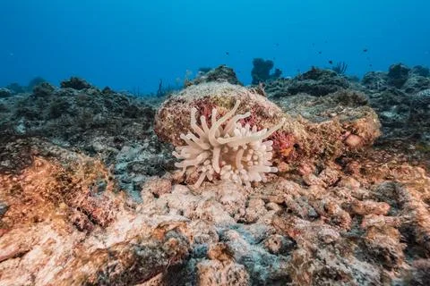 Seascape with Sea Anemone in the coral reef of Caribbean Sea, Curacao Stock Photos