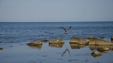 Seascape with a seagull Stock Footage 115360556