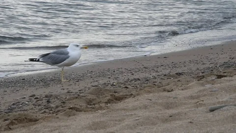 Seascape with a seagull Stock Footage 115702880