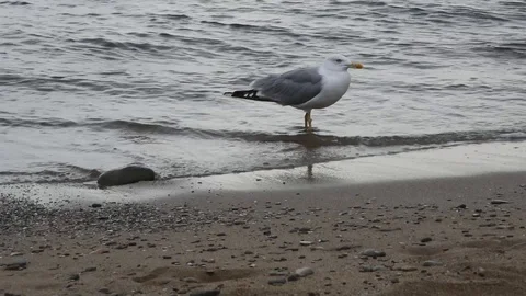 Seascape with a seagull Stock Footage 115703026