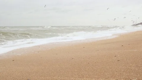 Seascape with seagulls Stock-Footage 83128814