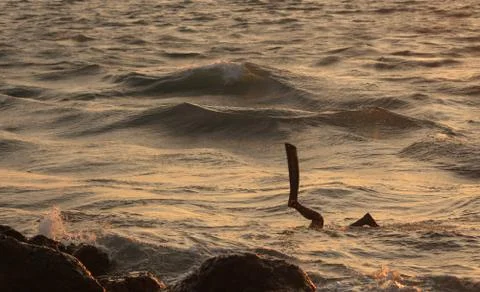 Seascape at sunset with a diver. Stock Photos