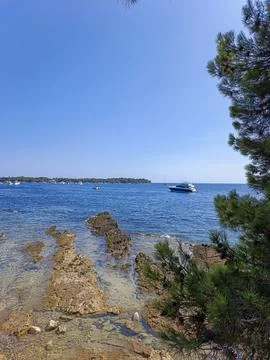 Seascape view through pine branches 写真素材
