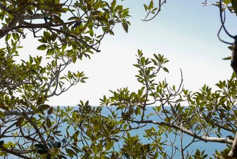 Seascape view through tree branches Stock Photos