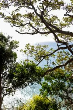 Seascape view through tree branches Stock Photos