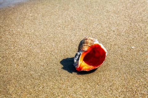 Seasheall on sandy beach Stock Photos