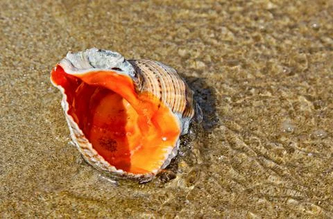 Seasheall on sandy beach Stock Photos
