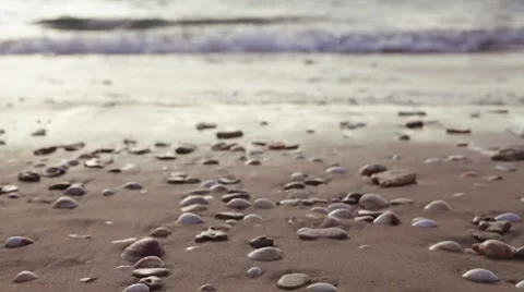 Seasheels on beach Stock Footage 7189822